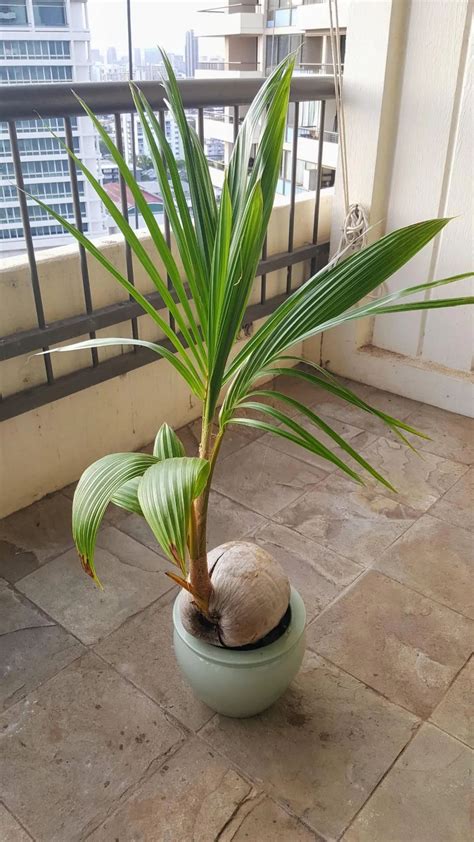 椰子 盆栽 門的厚度